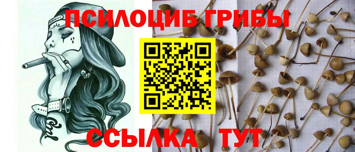 Псилоцибиновые грибы Magic Shrooms  Псилоцибиновые грибы прущие грибы  Вход с VPN  где купить наркотик  Муром 